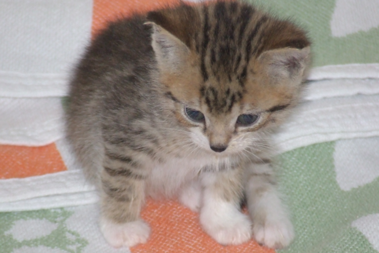 Small kitten, sitting on a colorful blanket